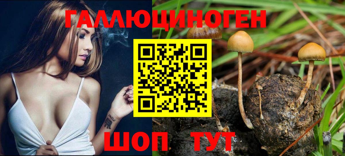 Заинск  купить   Вход с VPN  Галлюциногенные грибы мицелий 